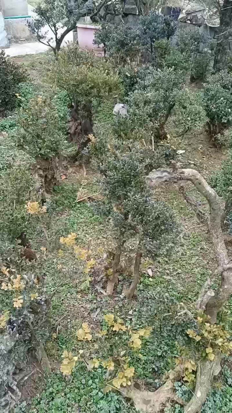 大量批发黄杨下山桩、熟桩、10公分至40公分占地桩