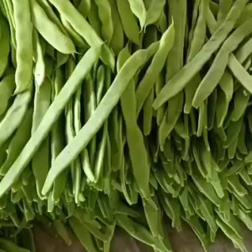 精品扁豆
