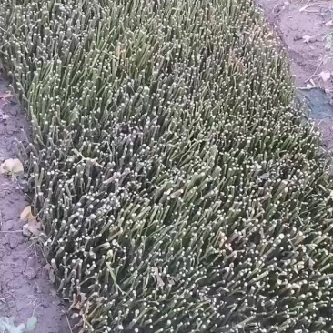 嫁接玫瑰月季的蔷薇杆