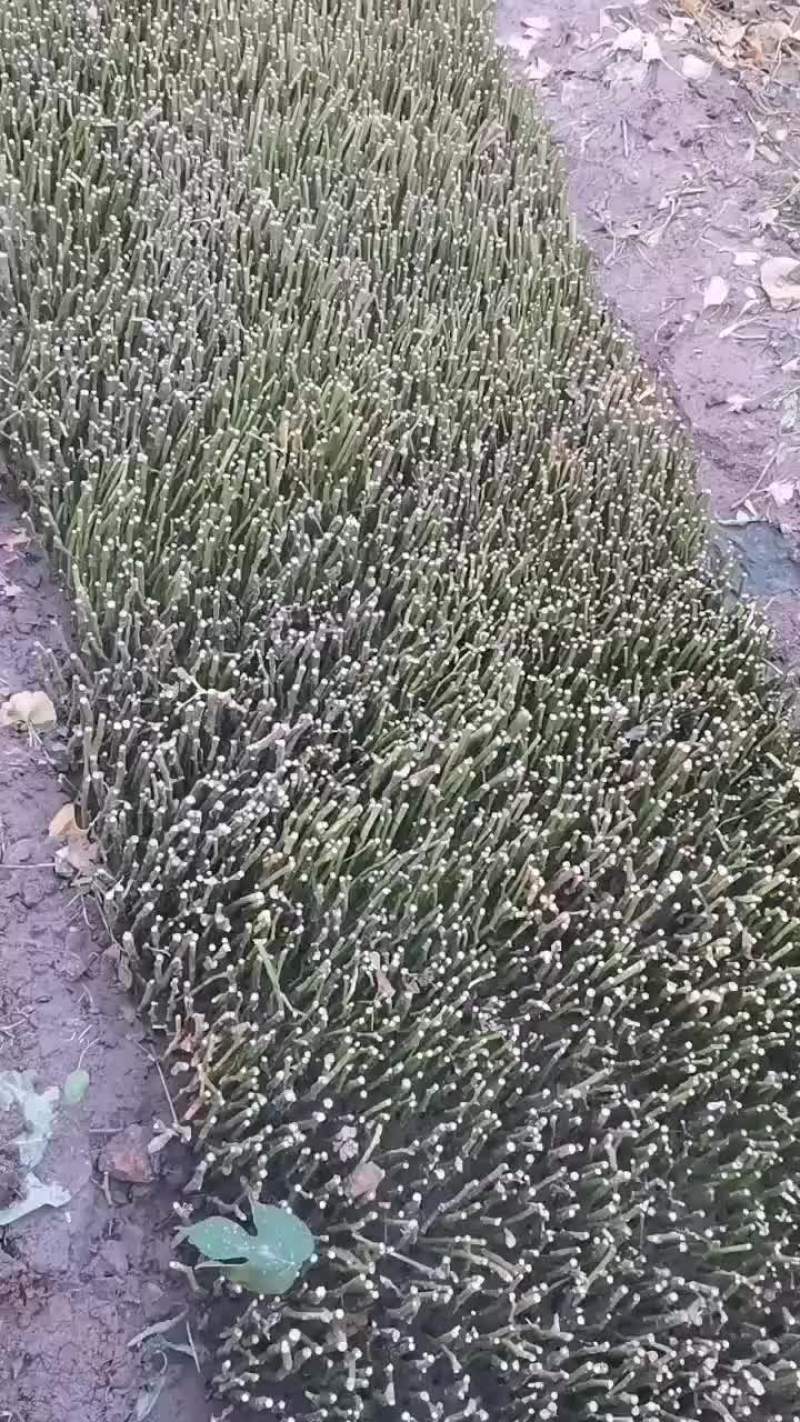 嫁接玫瑰月季的蔷薇杆