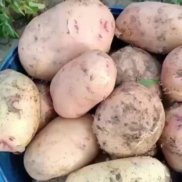 盈江土豆