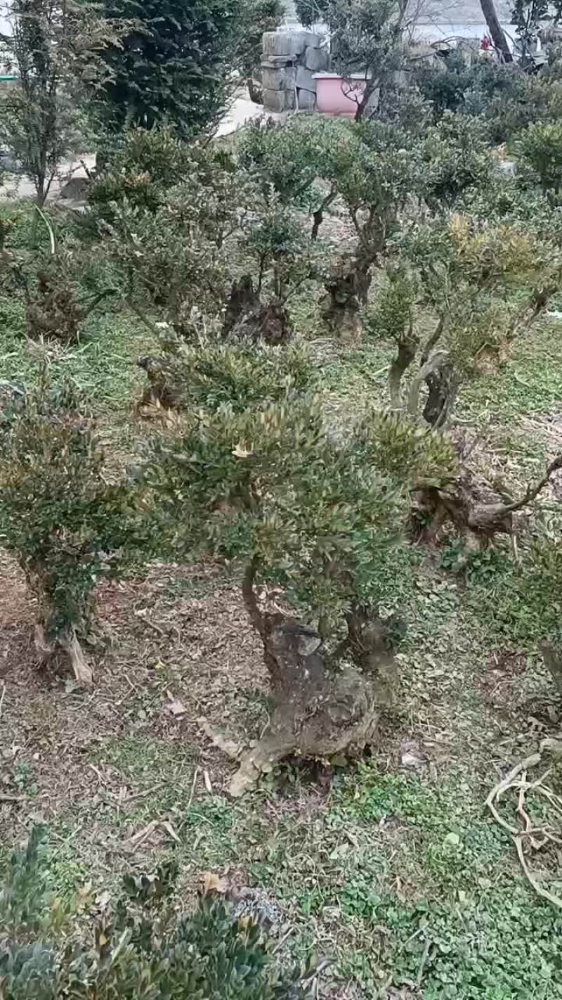 大量批发小叶黄杨占地桩、10公分至40公分