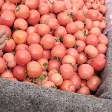 小西红柿