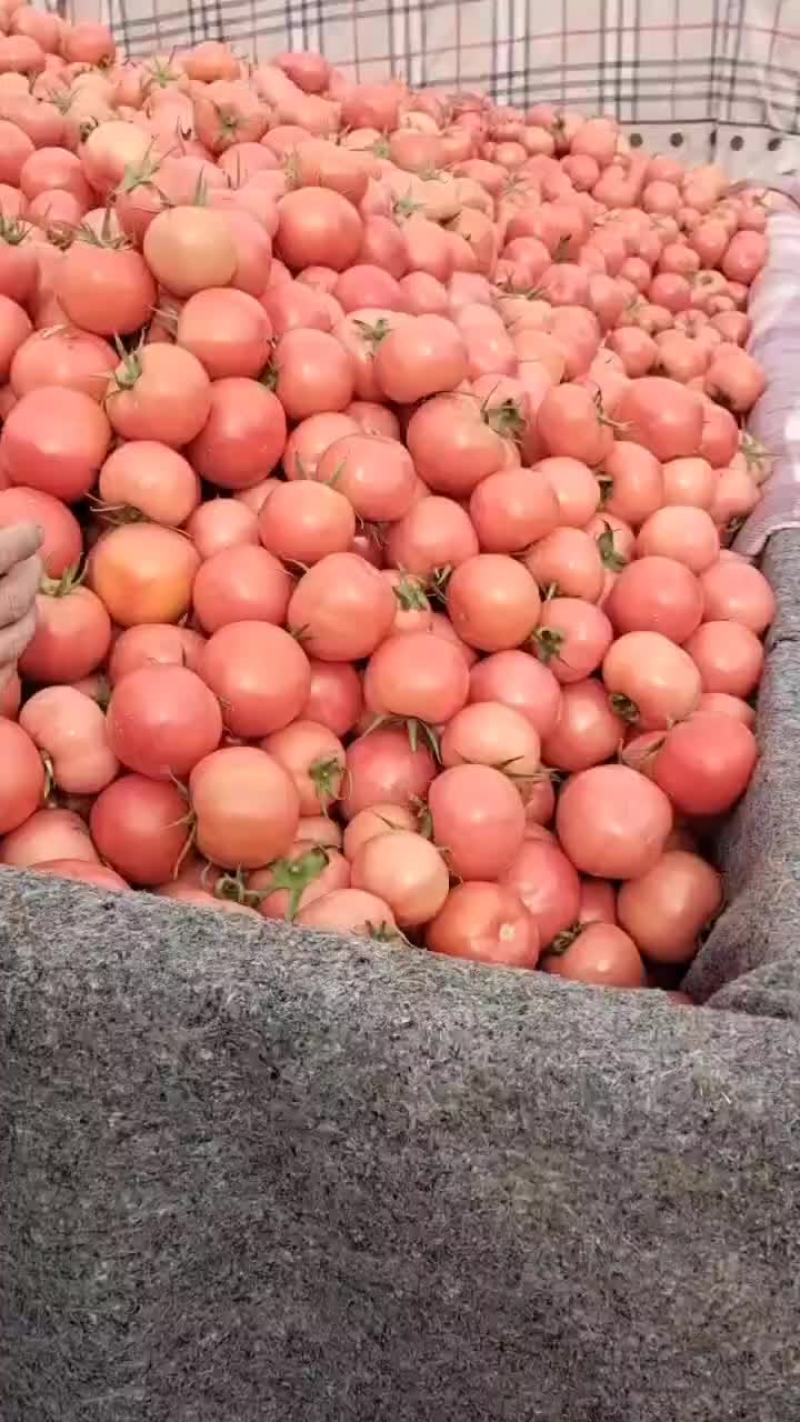 小西红柿
