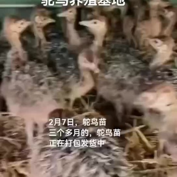 鸵鸟苗
