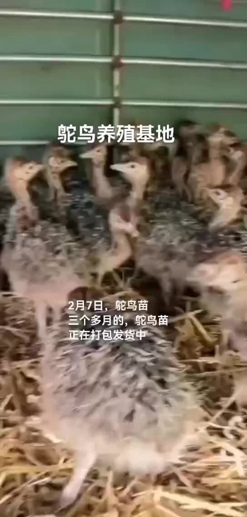 鸵鸟苗