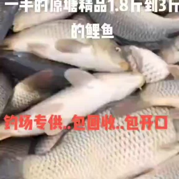 精品鲤鱼