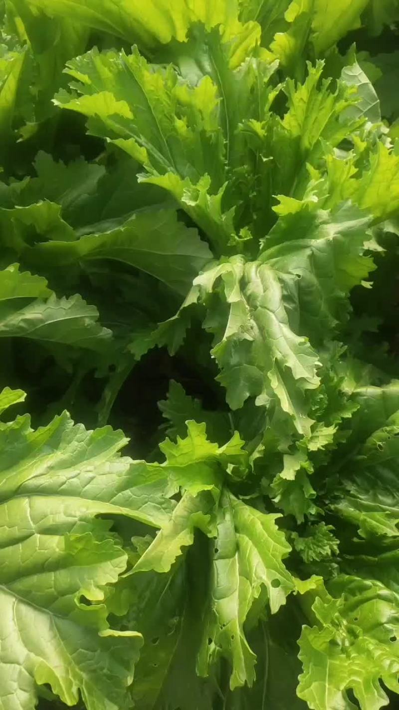 疏菜