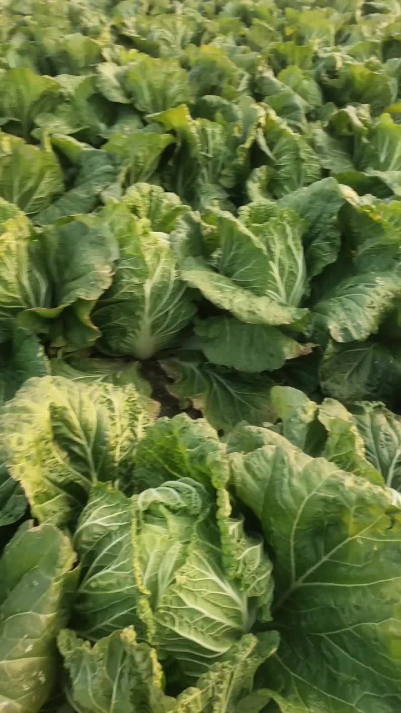 疏菜