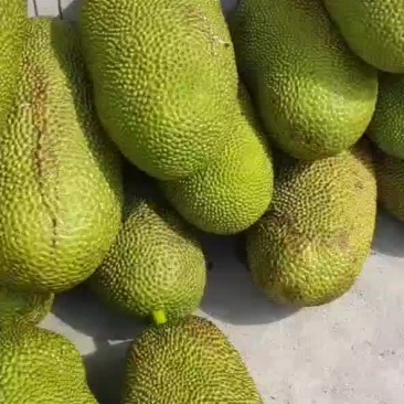 海南青皮黄肉菠萝蜜，产地直销，全国发货
