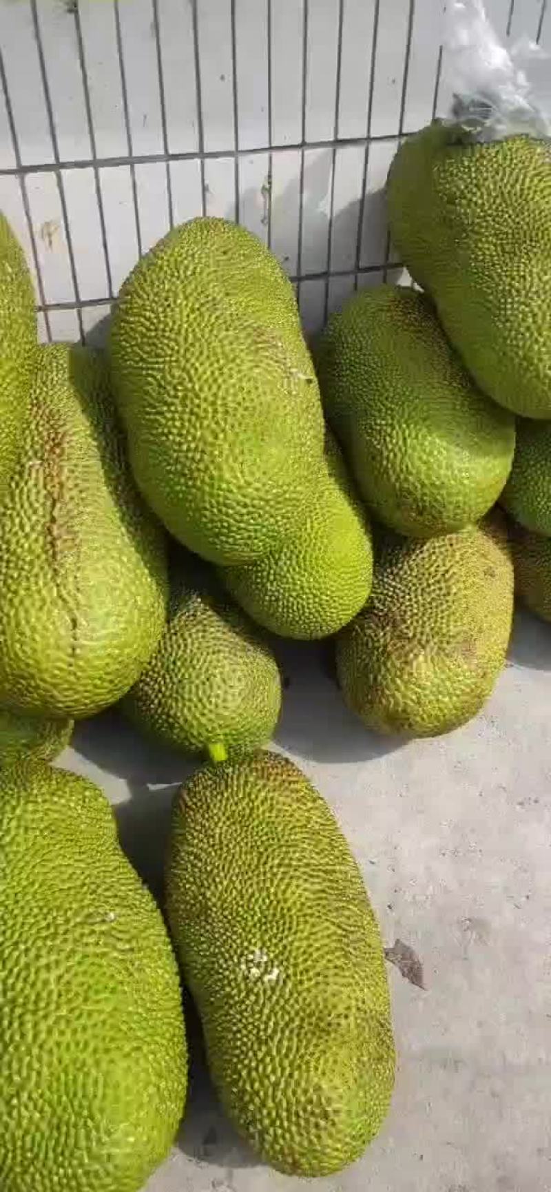 海南青皮黄肉菠萝蜜，产地直销，全国发货