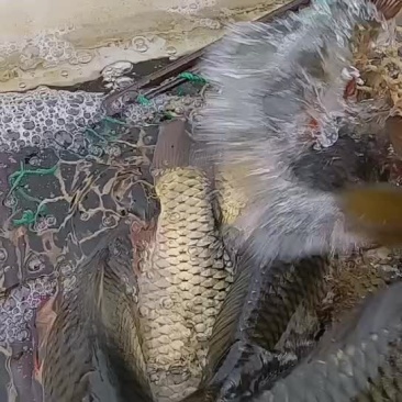 鲤鱼