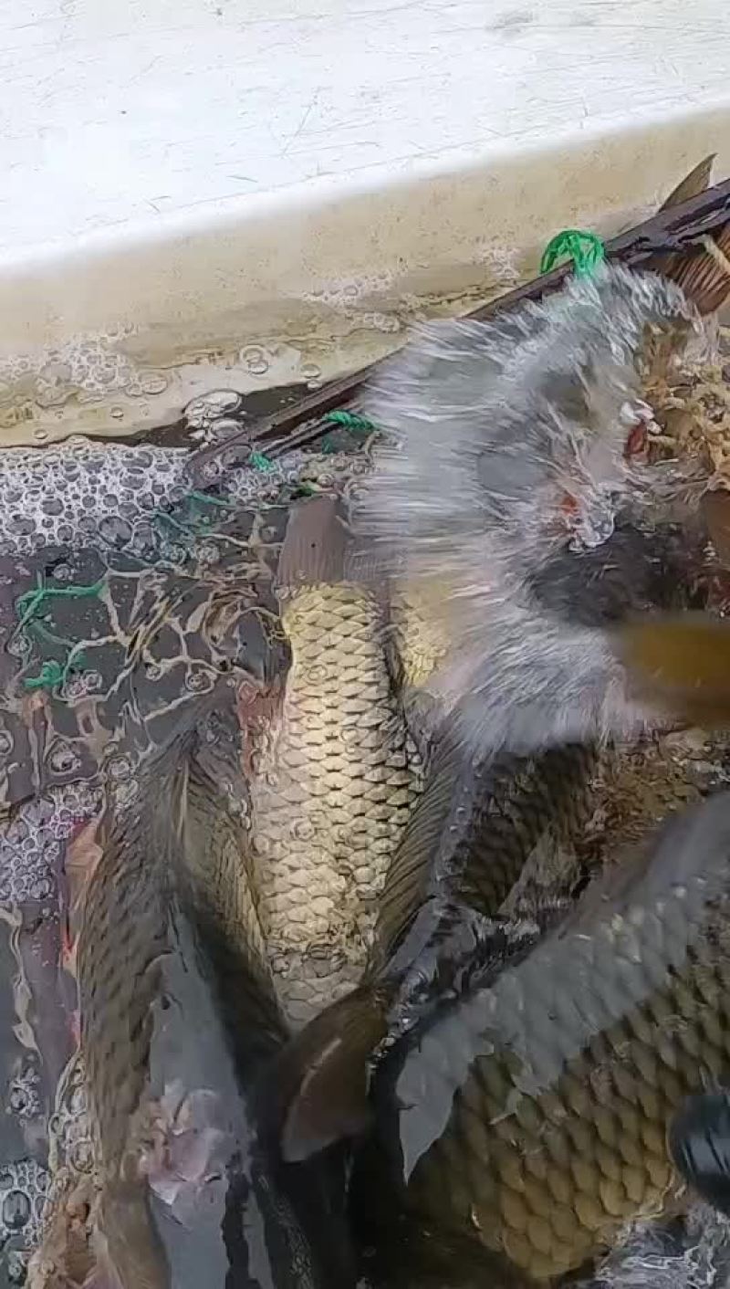 鲤鱼