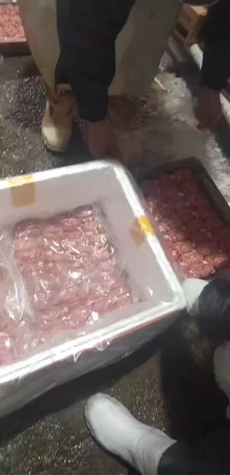 鲜猪脑花，每天大量有货