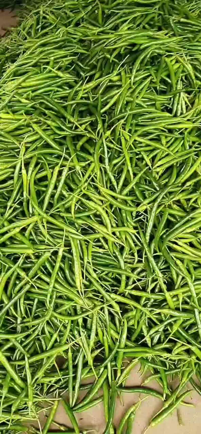 精品线椒