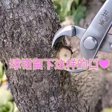 盆景球节钳园艺工具