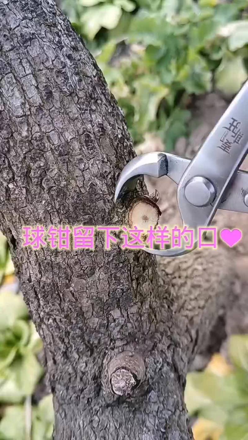 盆景球节钳园艺工具