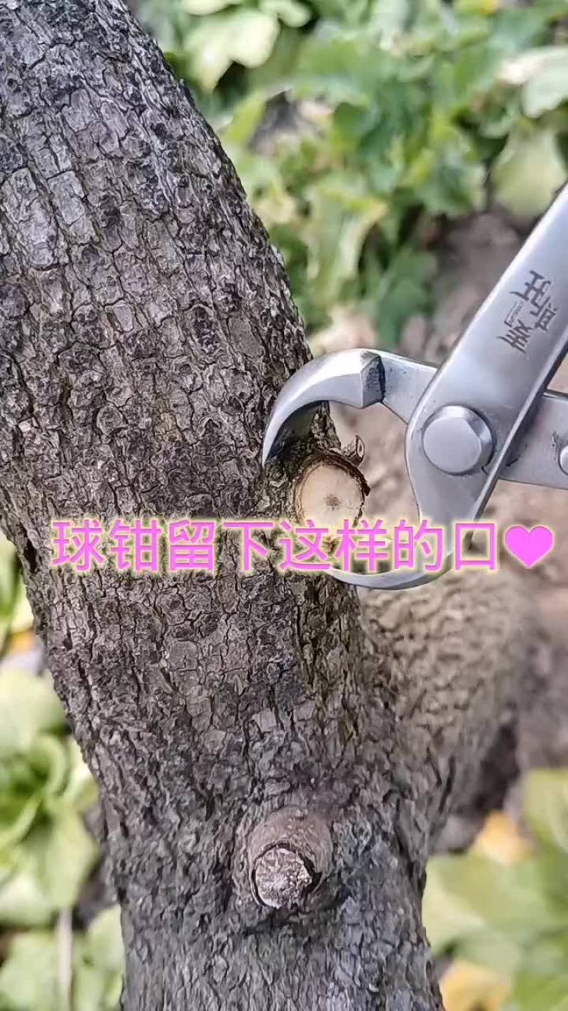 盆景球节钳园艺工具