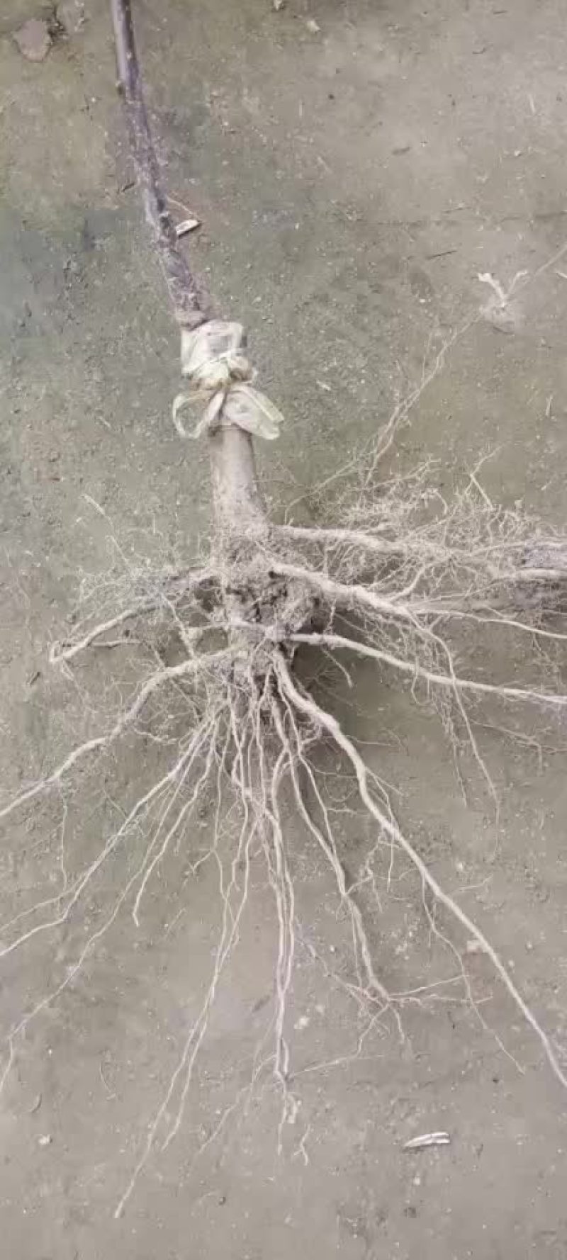 梨树苗