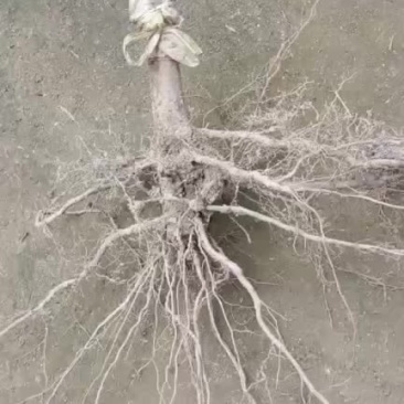 梨树苗