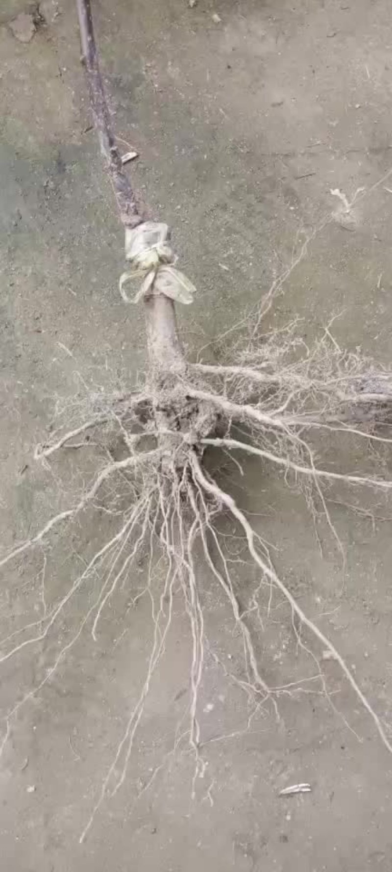 梨树苗