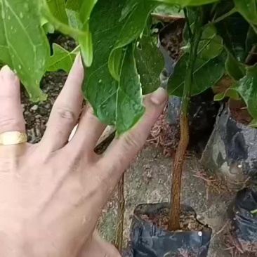 澳洲火焰木