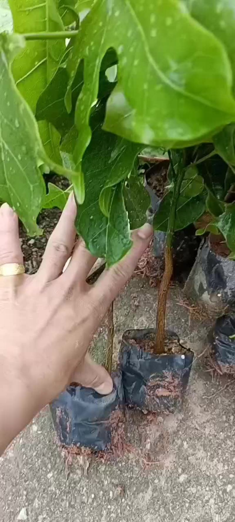 澳洲火焰木