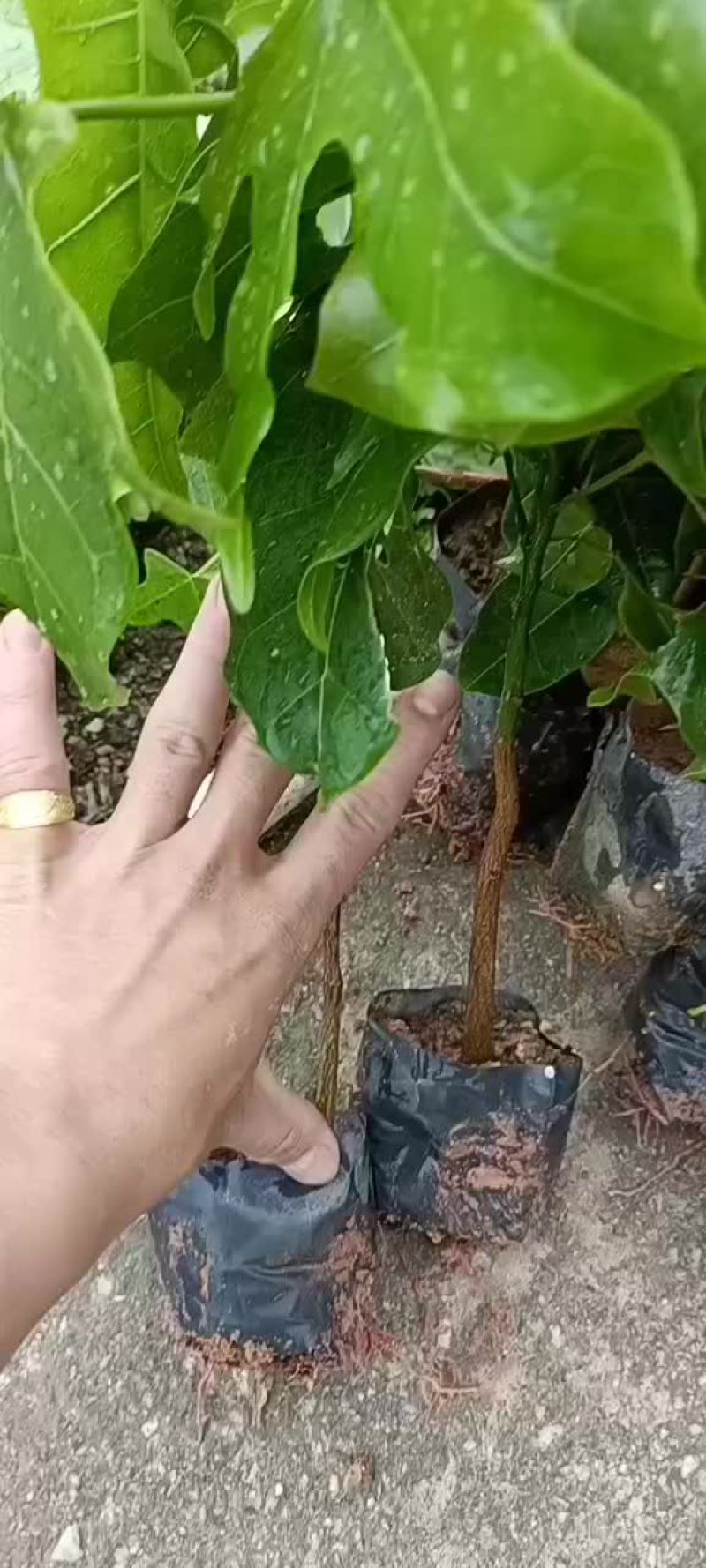 澳洲火焰木