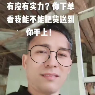 乳鸽
