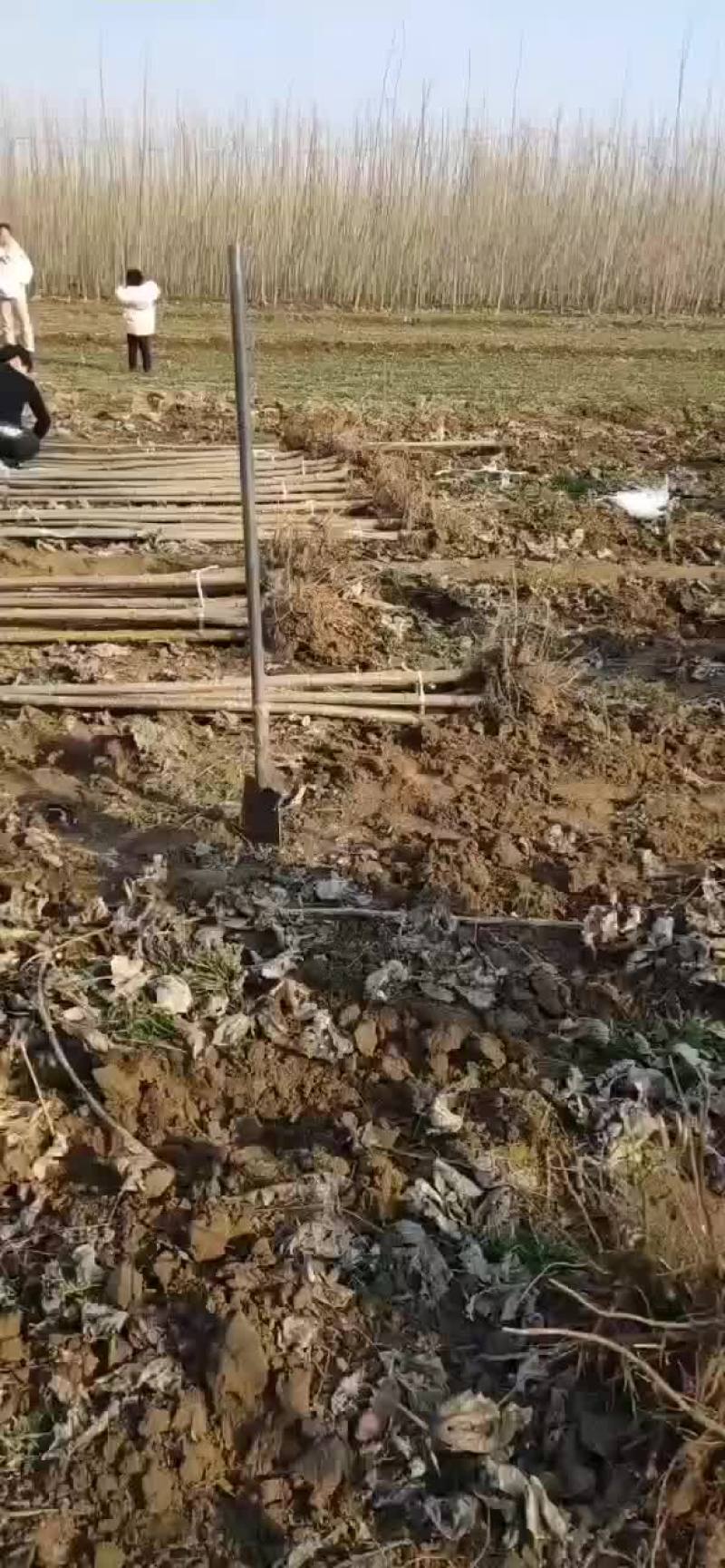 大量出售各种规格杨树苗