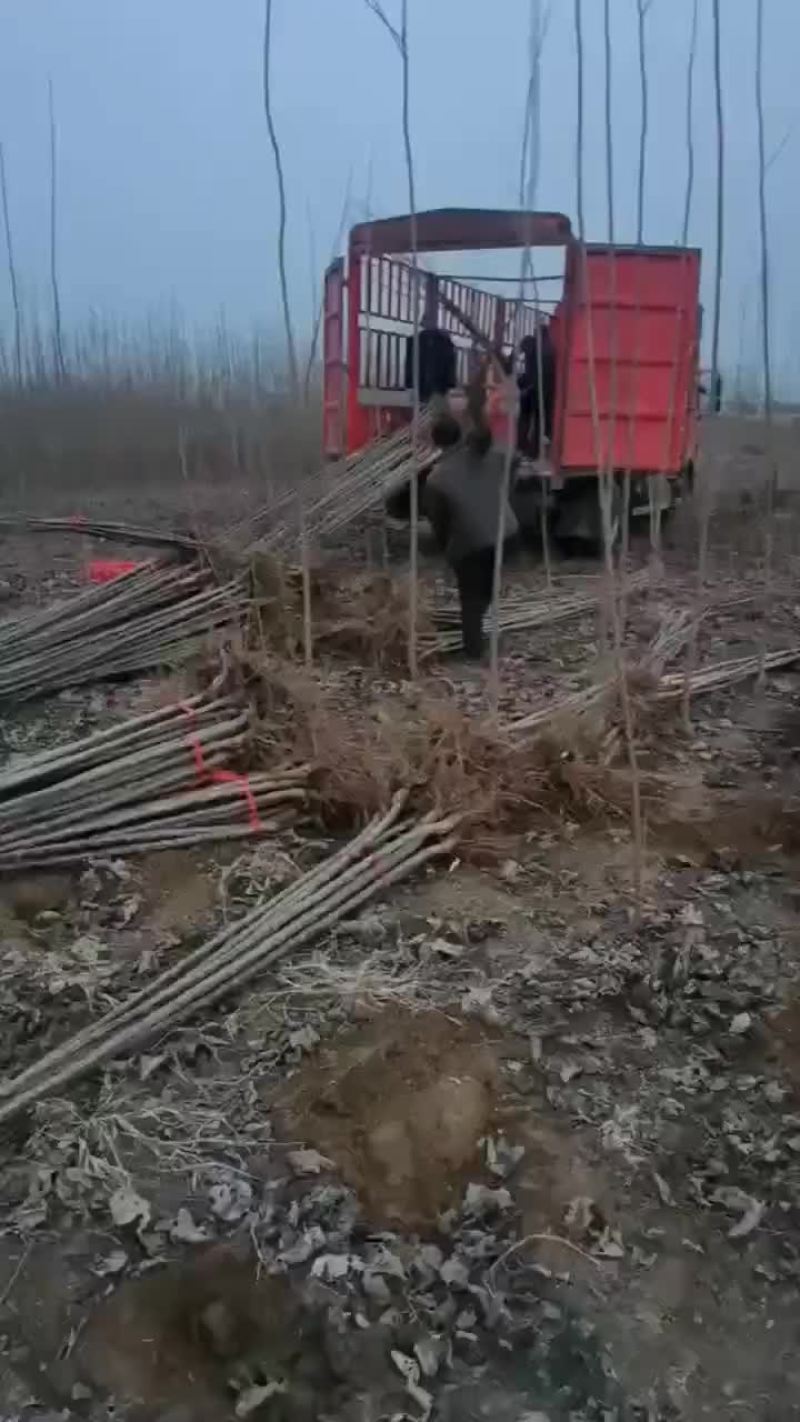 大量出售各种规格杨树苗