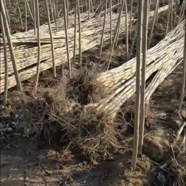 大量出售各种规格杨树苗