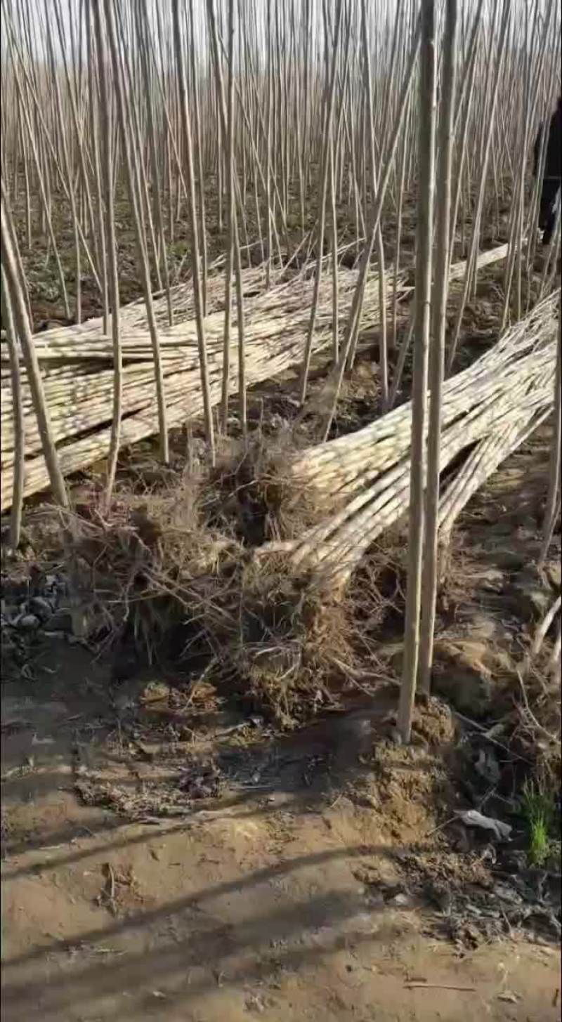 大量出售各种规格杨树苗