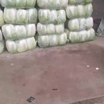 白菜