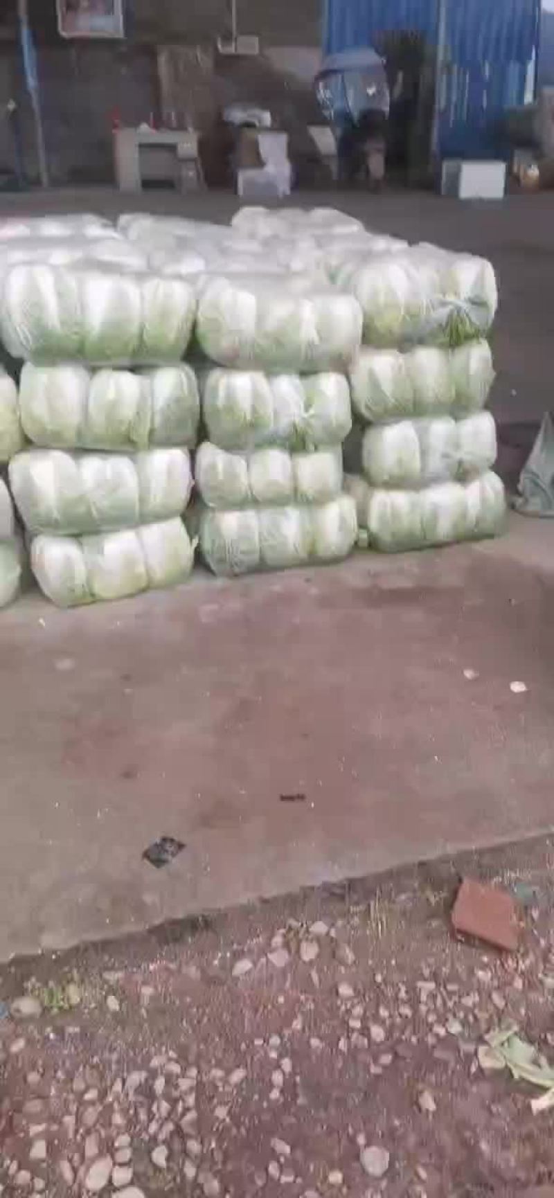 白菜