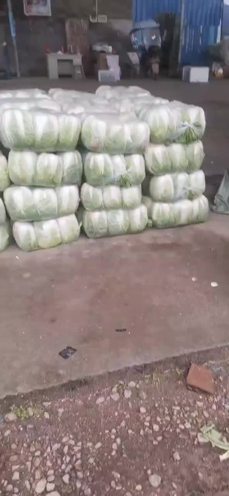 白菜