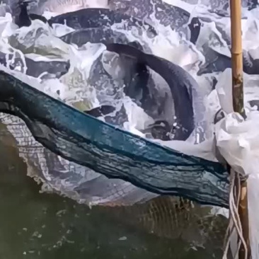 大青鱼