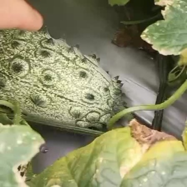 火参果