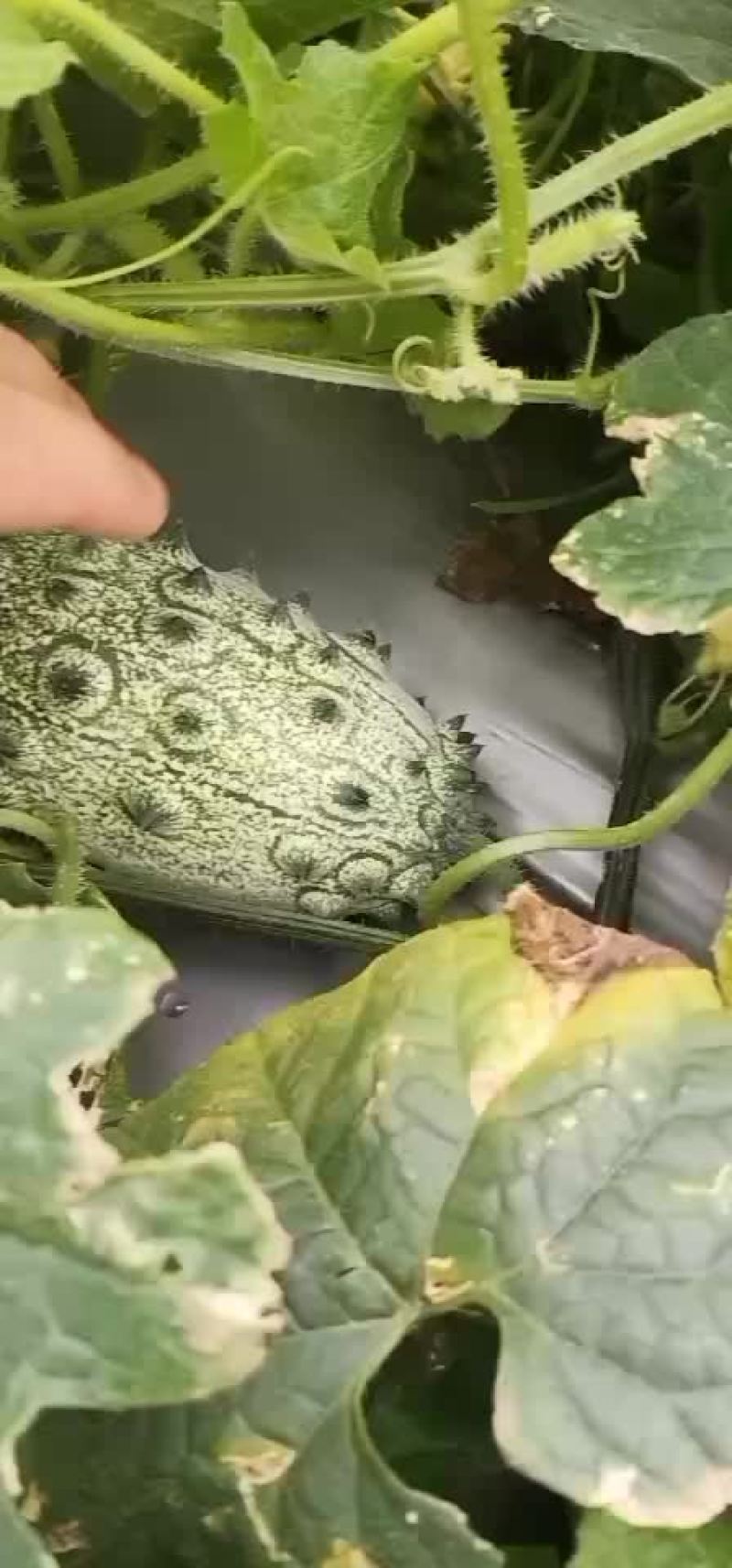 火参果