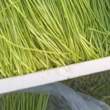 江苏黎蒿芦蒿基地直供，产地直发…有需要的老板可联系………