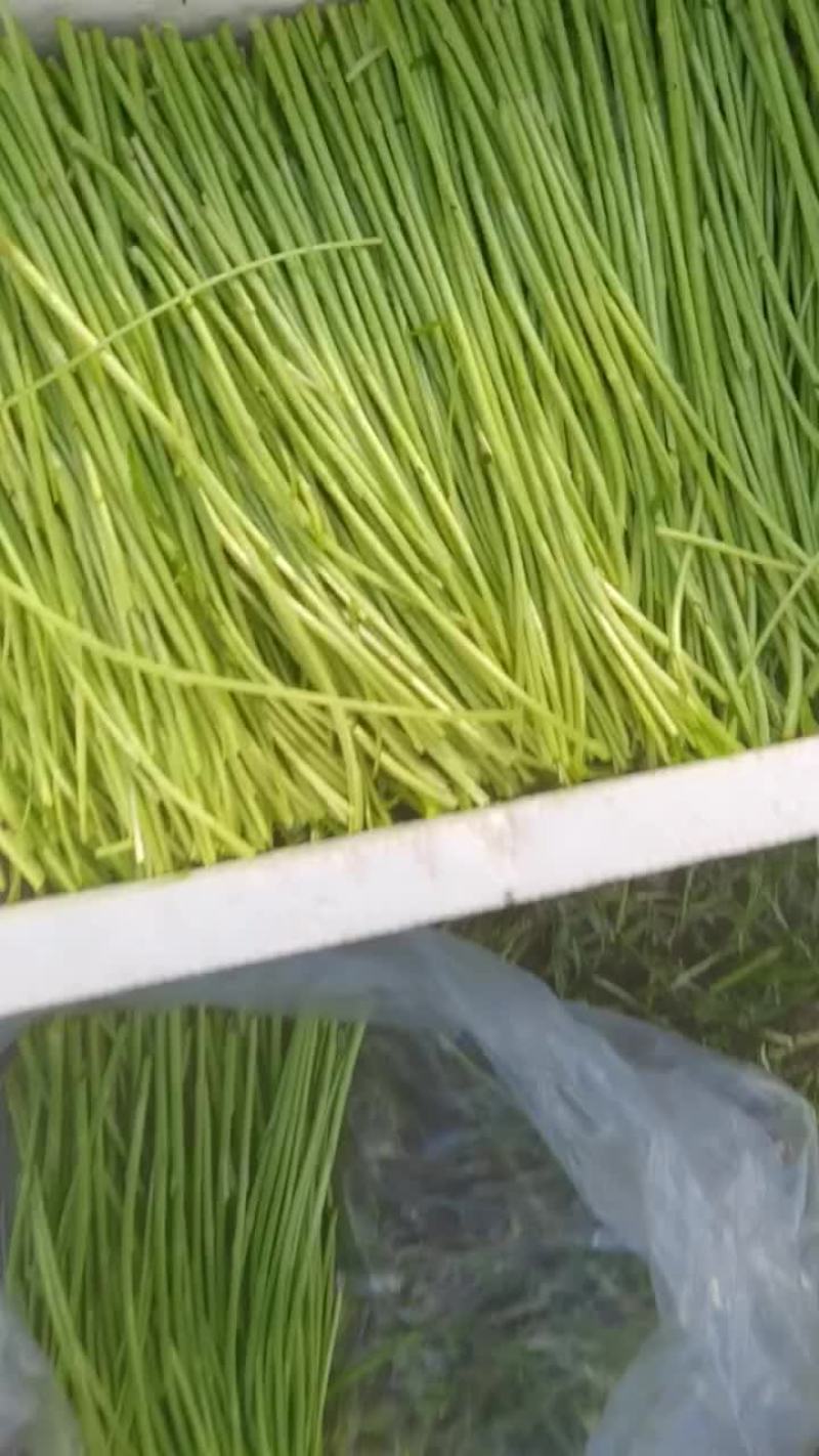 江苏黎蒿芦蒿基地直供，产地直发…有需要的老板可联系………