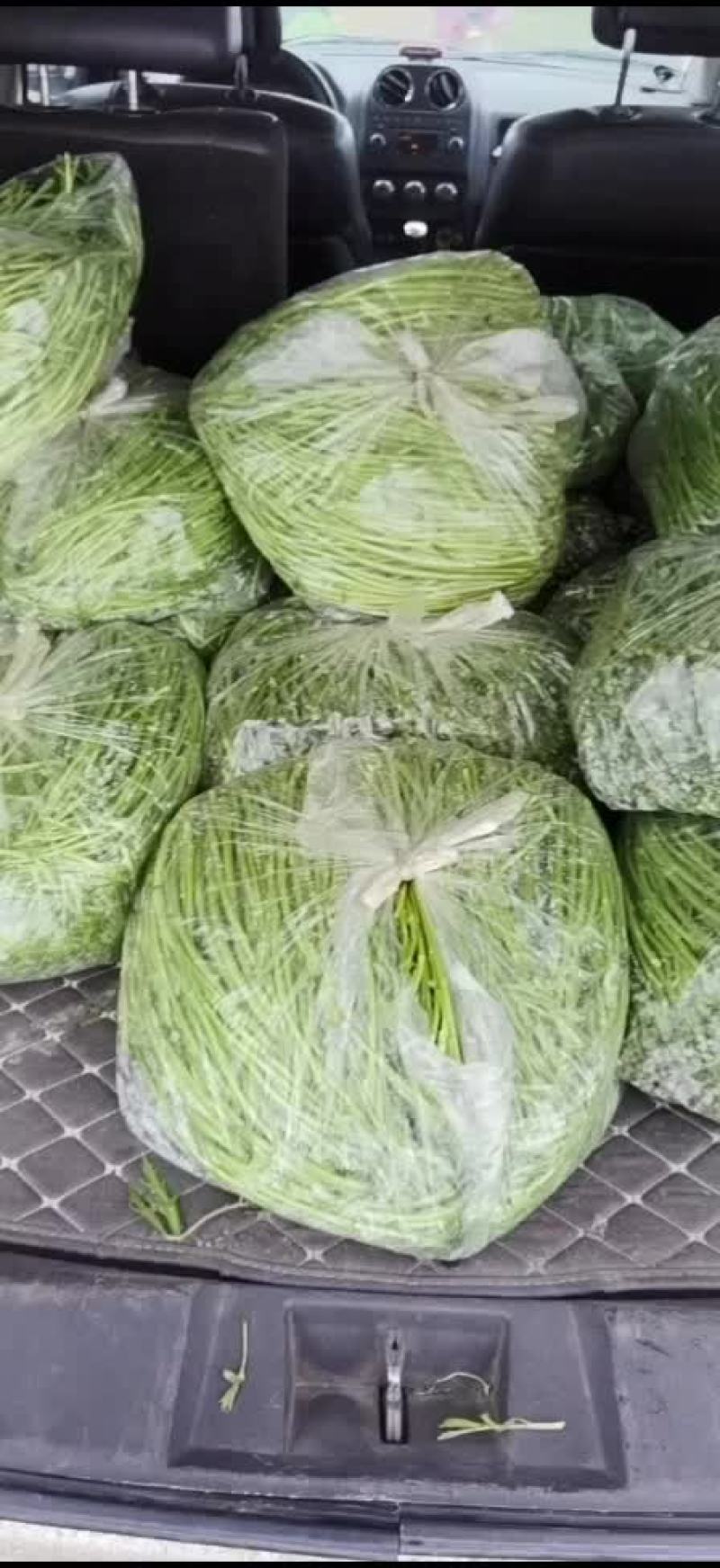 江苏黎蒿芦蒿基地直供，产地直发…有需要的老板可联系………