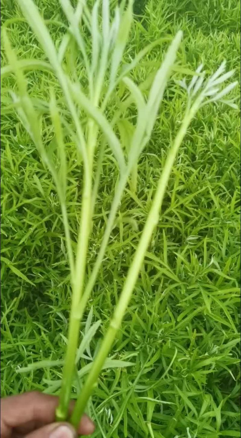 江苏黎蒿芦蒿基地直供，产地直发…有需要的老板可联系………