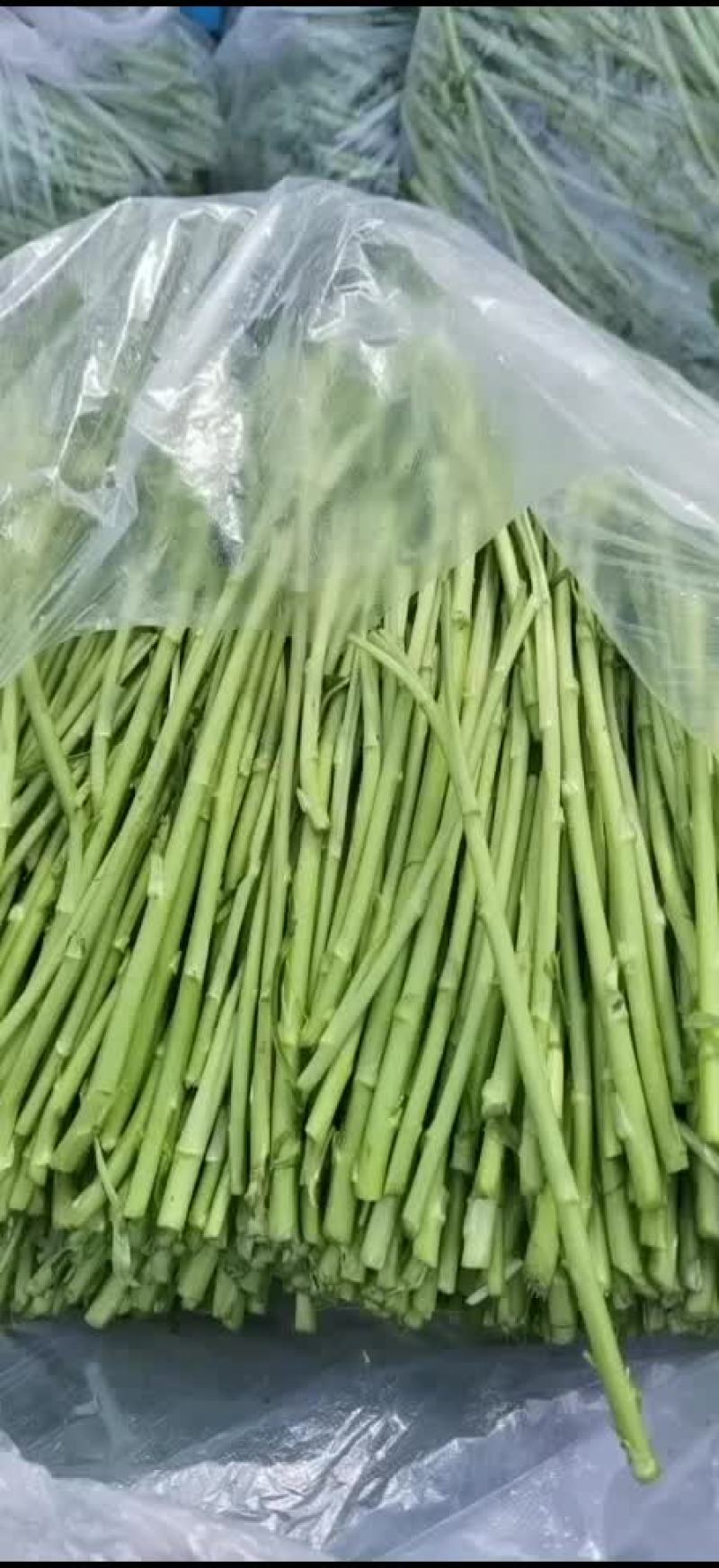 江苏黎蒿芦蒿基地直供，产地直发…有需要的老板可联系………