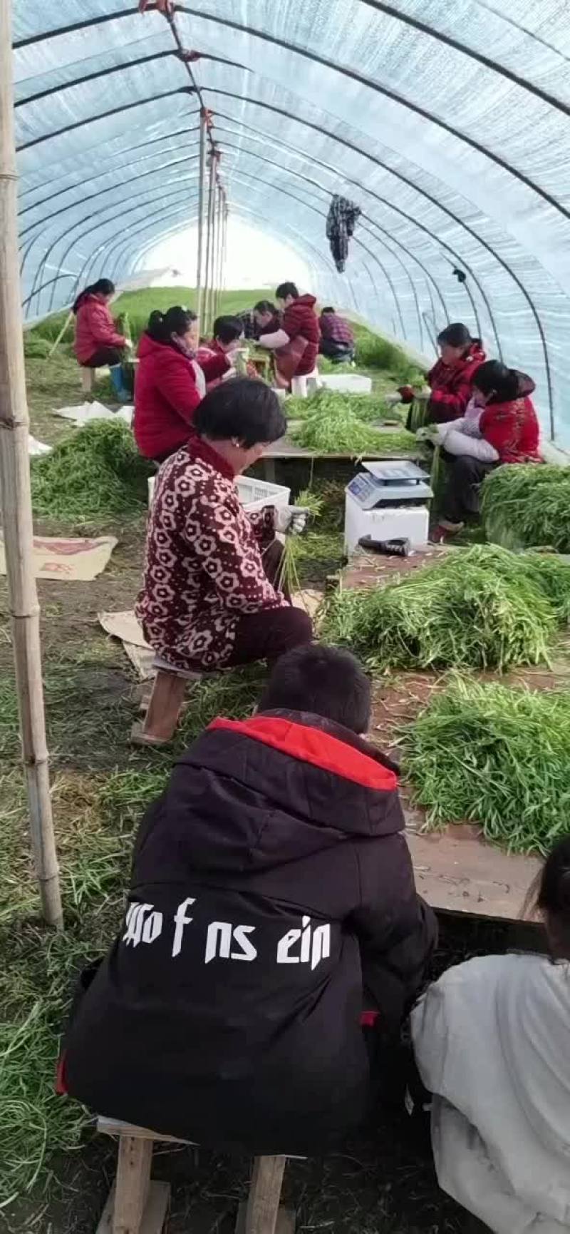 江苏黎蒿芦蒿基地直供，产地直发…有需要的老板可联系………