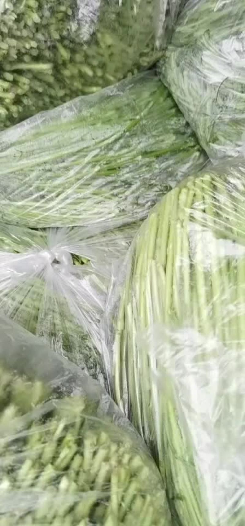 江苏黎蒿芦蒿基地直供，产地直发…有需要的老板可联系………