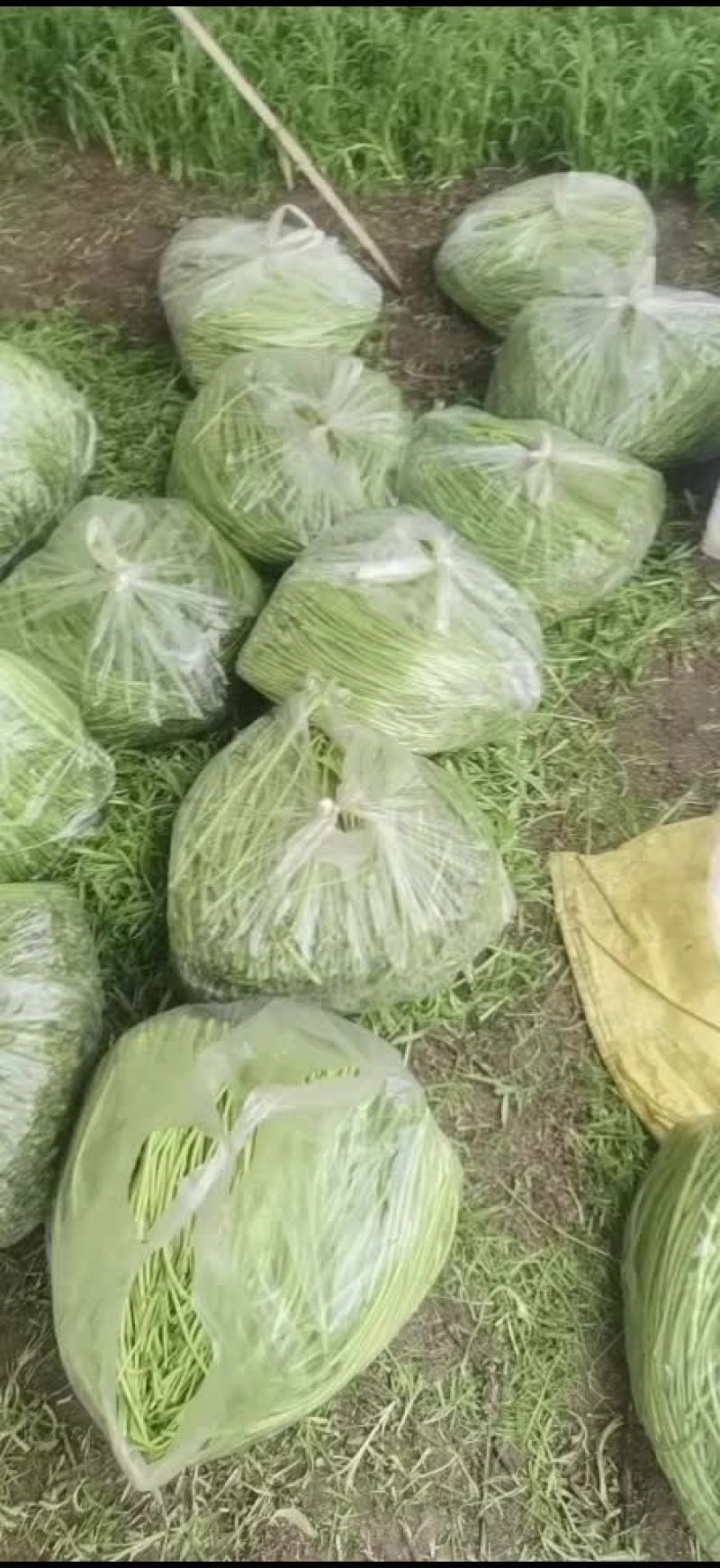 江苏黎蒿芦蒿基地直供，产地直发…有需要的老板可联系………