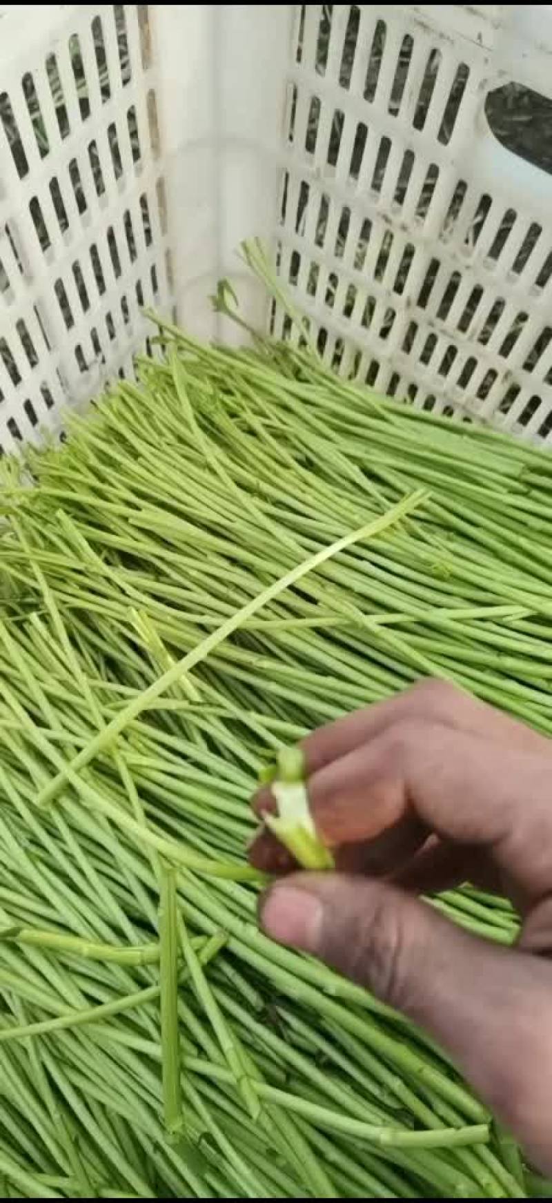 江苏黎蒿芦蒿基地直供，产地直发…有需要的老板可联系………