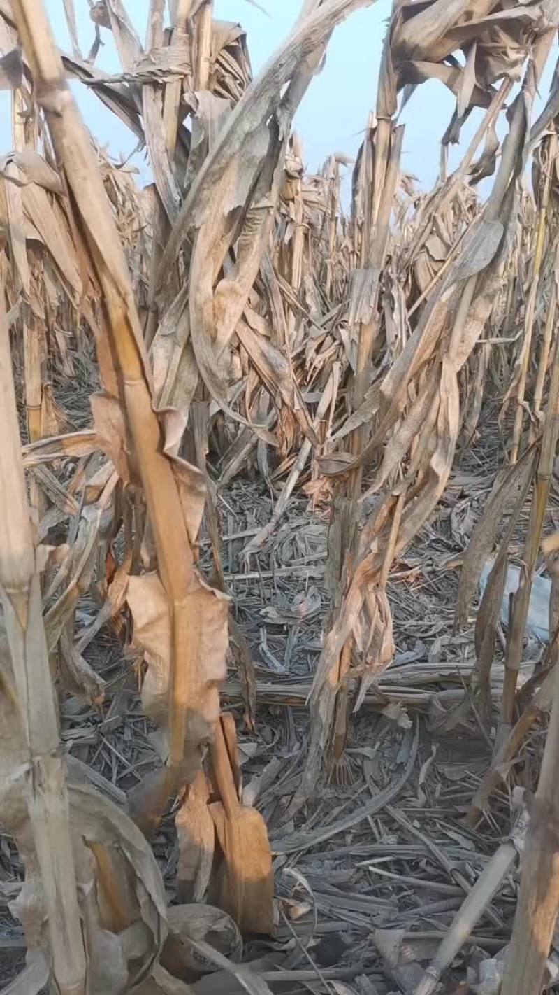 玉米秸秆提前预订优惠50元