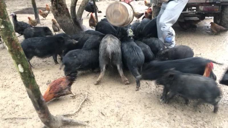 藏香猪肉